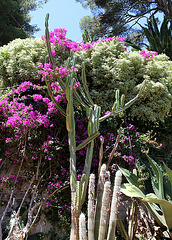 cereus peruvianis