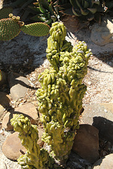 cereus peruvianis