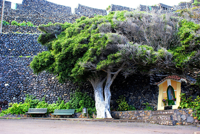 Sehr alter Lorbeerbaum bei Hermigua. ©UdoSm