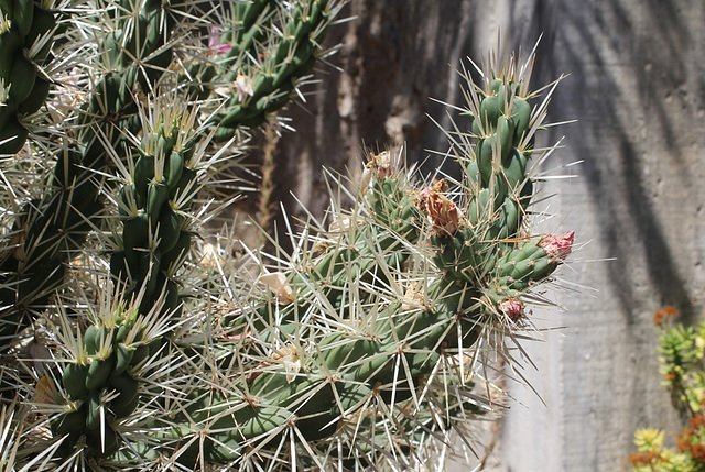 Opuntia rosea