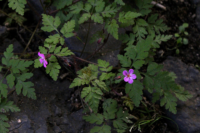 Geranium robertianum dans l'obscurité