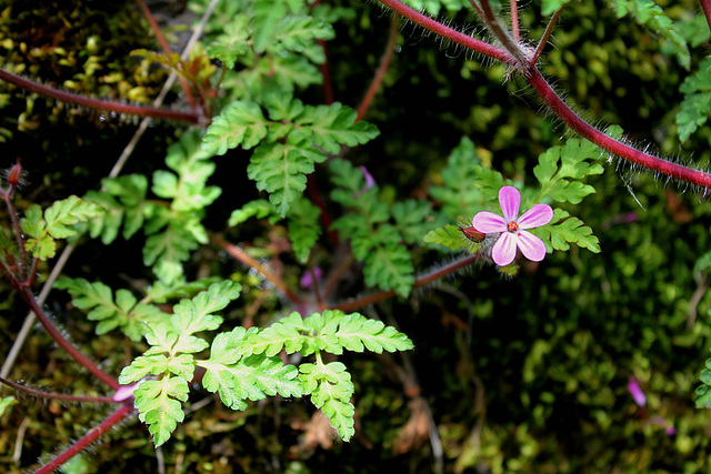 Geranium robertianum (4)