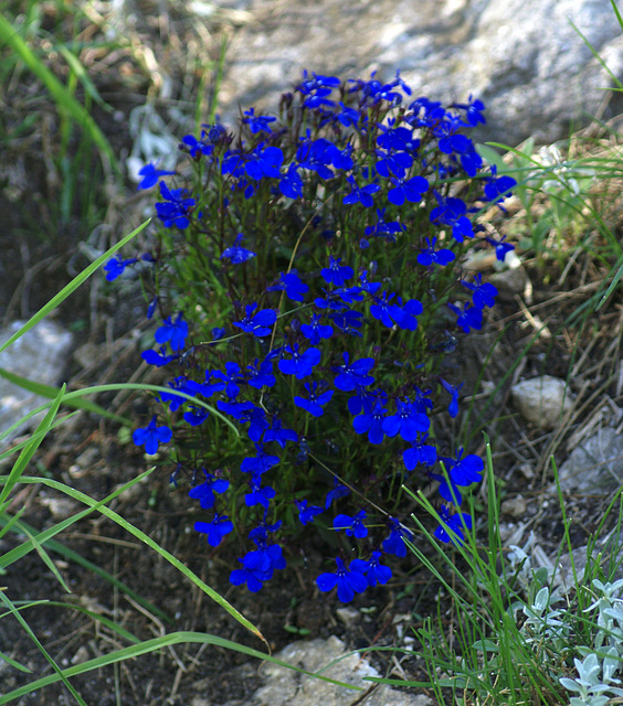 Coucou bleu pour mes ami(e)s