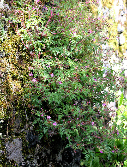 Geranium robertianum (2)
