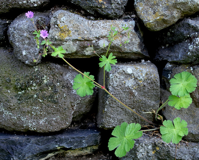 Geranium pyreneicum (3)