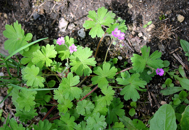 Geranium molle