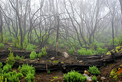 Nach den Bränden im August 2012 beginnt die Natur mit der Regeneration. ©UdoSm