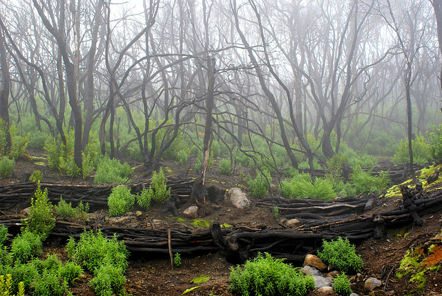 Nach den Bränden im August 2012 beginnt die Natur mit der Regeneration. ©UdoSm