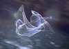 crustopaline-septe[1]