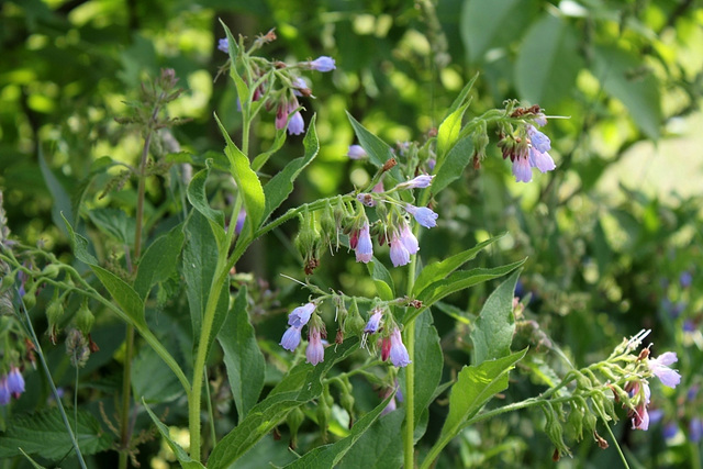 Symphytum x uplandicum ( asperum x officinalis)-Consoude de Russie