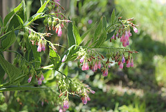 Symphytum x uplandicum ( asperum x officinalis)-Consoude de Russie