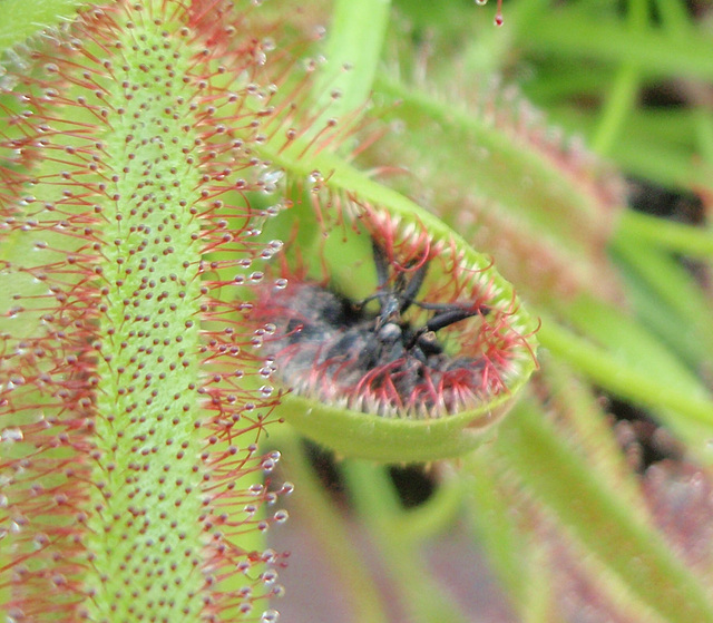 drosera capensis P8212856-2