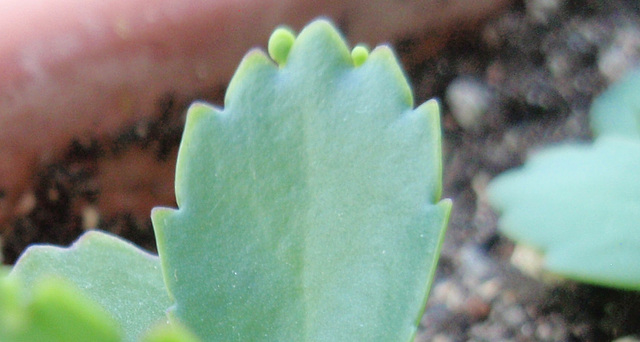 kalanchoé P8212860-2