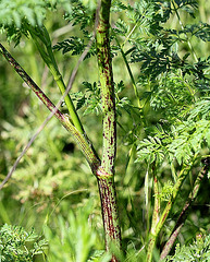 Conium maculatum - Grande Ciguë