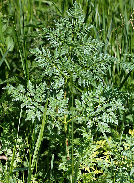 Conium maculatum - Grande Ciguë 2 (2)