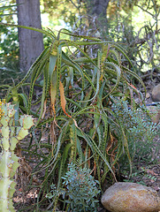 Aloe arborescens