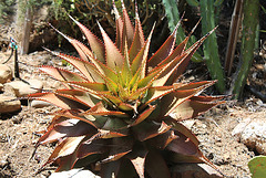 Aloe broomii