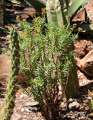 Crassula tetragona