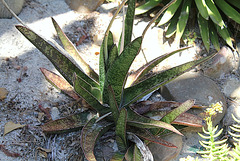 Gasteria (2)