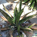 Gasteria (2)