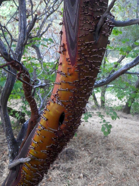 Manzanita (0237)