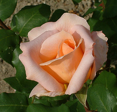 Rozo / Rose "Tendresse" (Tenero)