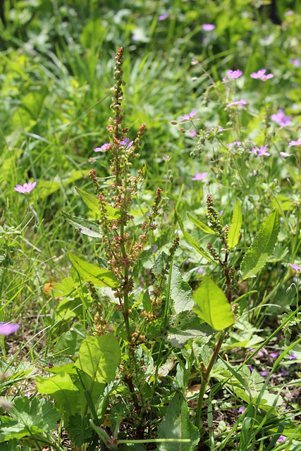 Rumex conglomeratus