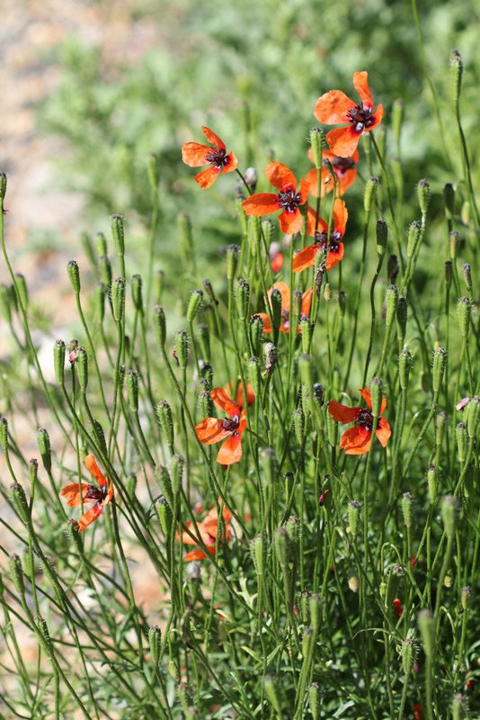 Papaver argemone