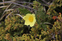 gelbe Alpen-Kuhschelle (Küchenschelle oder auch Schwefelanemone genannt)