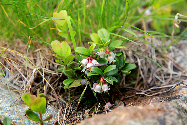 Preiselbeerblüten