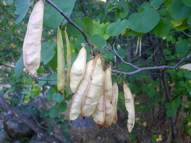 Seed Pods (0231)