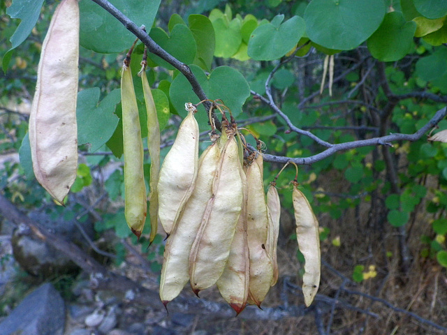 Seed Pods (0232)