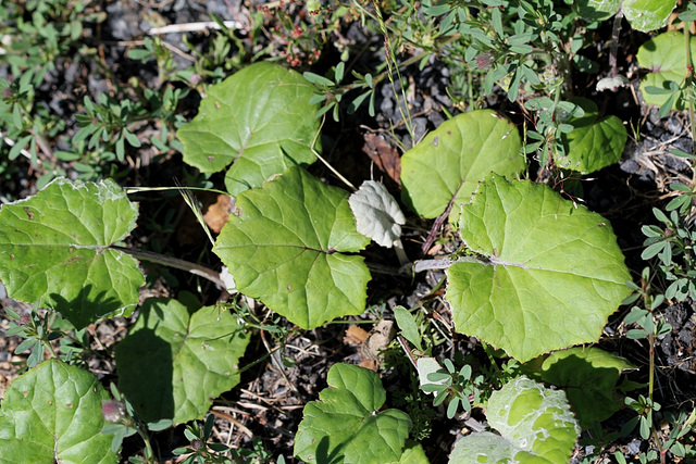 Tussilago farfara