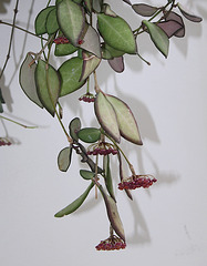 Hoya tsangii (2)