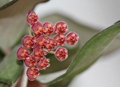 Hoya tsangii 3