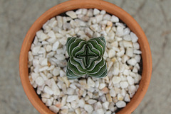 Crassula Buddha's Temple