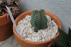 Crassula Buddha's Temple (2)