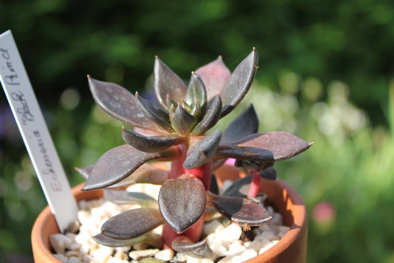 Echeveria affinis (2)