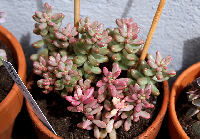 Sedum rubrotinctum "Aurora"