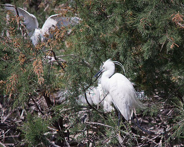 20110530 4602RTfw Seidenreiher [Camargue]