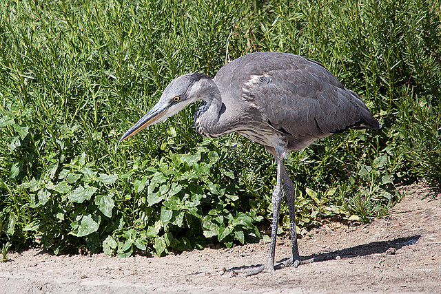 20110530 4601RTfw Graureiher [Camargue]