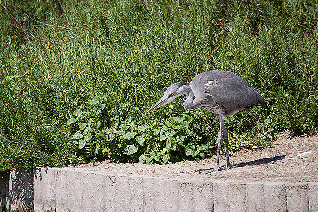 20110530 4600RTfw Graureiher [Camargue]