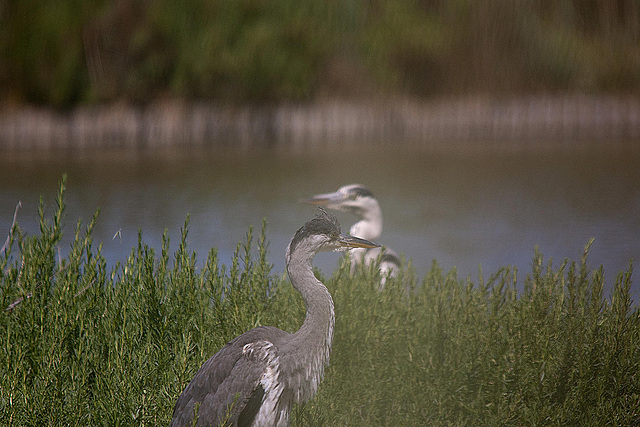 20110530 4597RTfw Graureiher [Camargue]