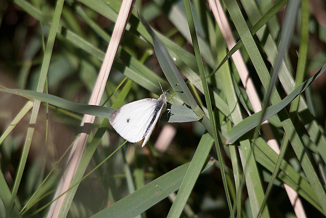 20110530 4591RTw [F] Kleiner Kohlweißling, Parc Ornithologique, Camargue