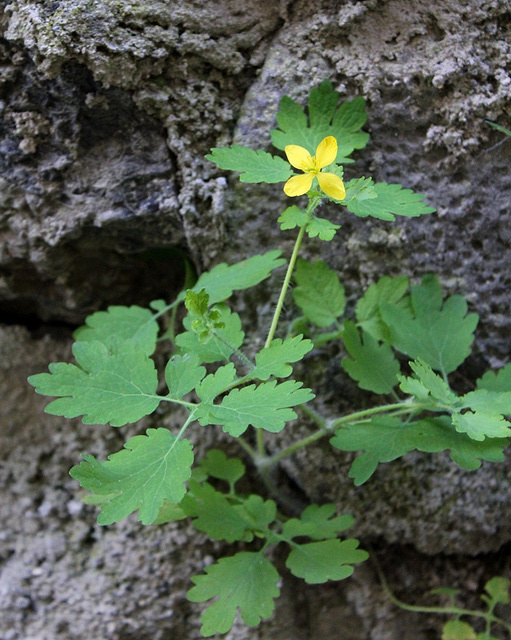 Chelidonium majus