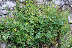 Chélidonium majus - Herbe-aux-verrues