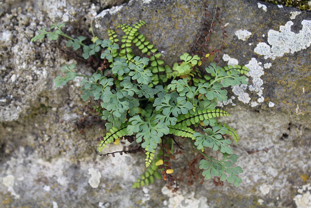 Joyeux mélange de deux Asplenium ( Fougères)