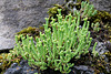 Sedum acre