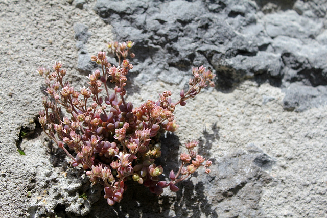 Sedum dasyphyllum 4