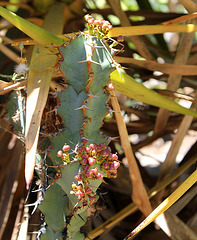 Euphorbia caerulescens